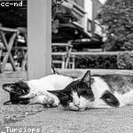 Amaya Hegmann Profile Picture