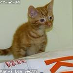 Felix Ankunding Profile Picture