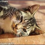 Daisha Zboncak Profile Picture